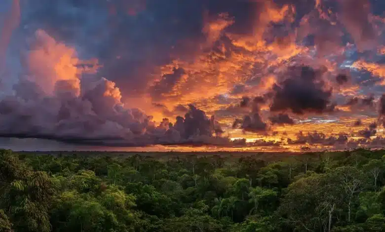COP 30: Risco de Colapso Climático na Amazônia