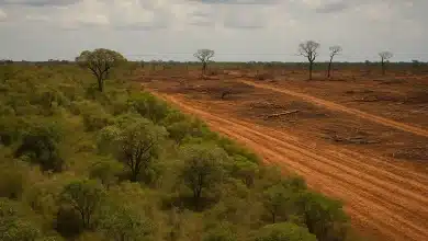 Desmatamento no Cerrado ameaça produção de soja e cadeias de suprimento 10 Desmatamento no Cerrado ameaça produção de soja e cadeias de suprimento