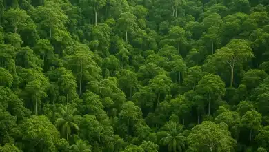 Vivo e re.green se unem para plantar 900 mil árvores na Amazônia 9 Vivo e re.green se unem para plantar 900 mil árvores na Amazônia
