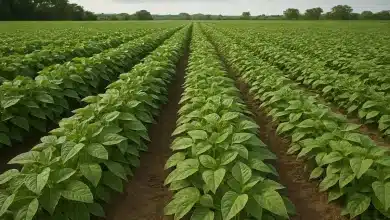 Grandes lavouras dominam a produção de feijão no Brasil 6 Grandes lavouras dominam a produção de feijão no Brasil