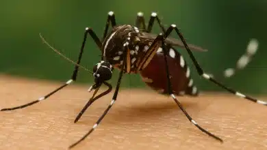 Método Wolbachia combate arboviroses em Uberlândia 7 Método Wolbachia combate arboviroses em Uberlândia