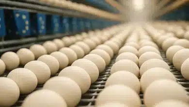 Brasil retoma sistema pre-listing de ovos com a União Europeia 4 Brasil retoma sistema pre-listing de ovos com a União Europeia