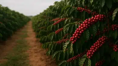 Cafezais de Rondônia capturam 2,3 vezes mais carbono, aponta estudo 3 Cafezais de Rondônia capturam 2,3 vezes mais carbono, aponta estudo