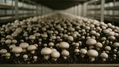 Comissão aprova isenção tributária para produtores de cogumelos 6 Comissão aprova isenção tributária para produtores de cogumelos