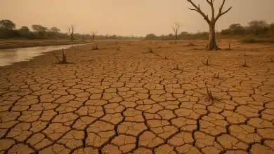 Perda de cobertura vegetal aumenta seca no Pantanal 1 Perda de cobertura vegetal aumenta seca no Pantanal