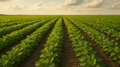 China suspende tarifas sobre soja e produtos agrícolas dos EUA 7 China suspende tarifas sobre soja e produtos agrícolas dos EUA