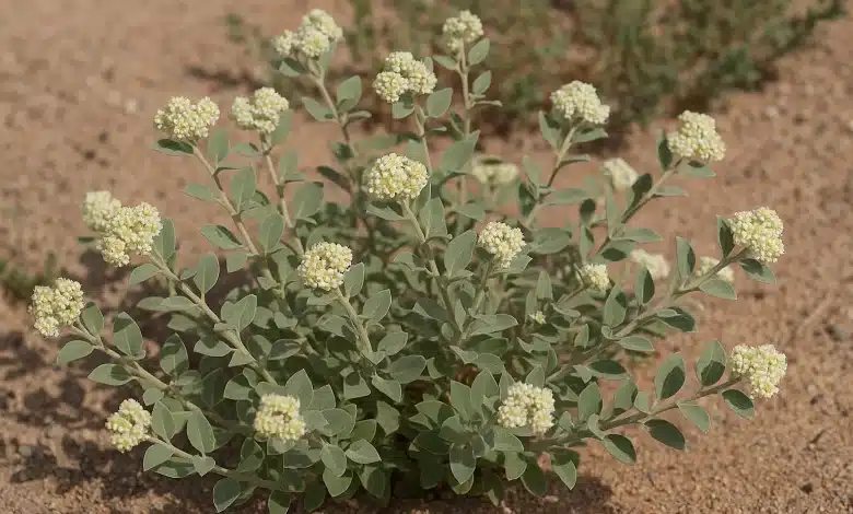 Plantas do Vale da Morte podem inspirar nova era na agricultura