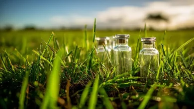Bactéria da Caatinga pode dar origem a novo bioherbicida 1 Bioherbicida da Caatinga Promete Revolucionar Agricultura Brasileira