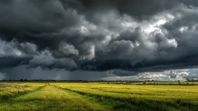 Chuvas irregulares impactam regiões produtoras em novembro 2 Chuvas irregulares impactam regiões produtoras em novembro
