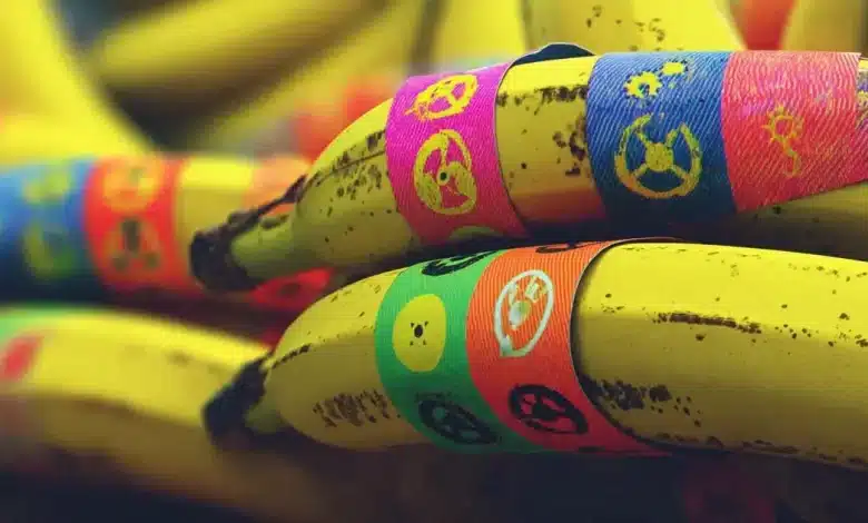 Elementos tóxicos em bananas superam limites da FAO