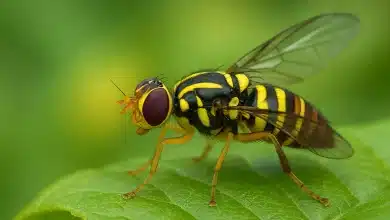 Suposta detecção de mosca-da-carambola no Amazonas preocupa Mapa 6 Suposta detecção de mosca-da-carambola no Amazonas preocupa Mapa