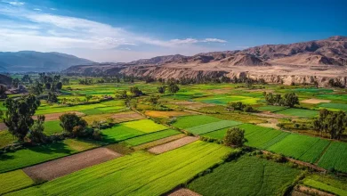 Peru transforma deserto em potência de produção agrícola 1 Peru Transforma Deserto em Potência de Produção Agrícola