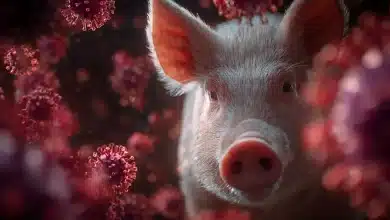 Peste suína africana ameaça indústria de carne de porco na Espanha 3 Peste Suína Africana Ameaça Indústria de Carne Suína na Espanha