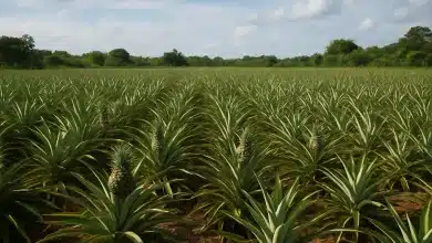 Abacaxis resistentes da Embrapa elevam produtividade no campo 5 Abacaxis resistentes da Embrapa elevam produtividade no campo