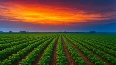 Trump anuncia pacote de ajuda agrícola de $12 bilhões 1 Trump anuncia pacote de ajuda agrícola de $12 bilhões