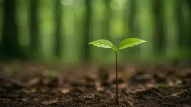 Congresso aprova MP para Licença Ambiental Especial 6 Congresso aprova MP para Licença Ambiental Especial
