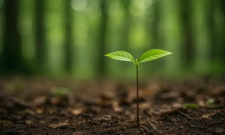 Congresso aprova MP para Licença Ambiental Especial
