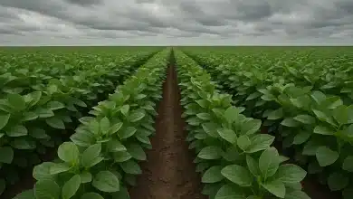 Parlamento Europeu aprova salvaguardas no acordo Mercosul para agricultura 8 Parlamento Europeu aprova salvaguardas no acordo Mercosul para agricultura