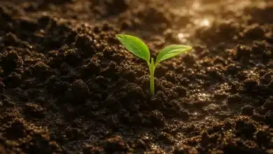 Solo da Amazônia reúne mais da metade do carbono orgânico do país 4 Solo da Amazônia reúne mais da metade do carbono orgânico do país