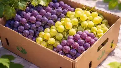 Capellaro Fruits reduz CO2 com embalagem biodegradável 9 Capellaro Fruits reduz CO2 com embalagem biodegradável