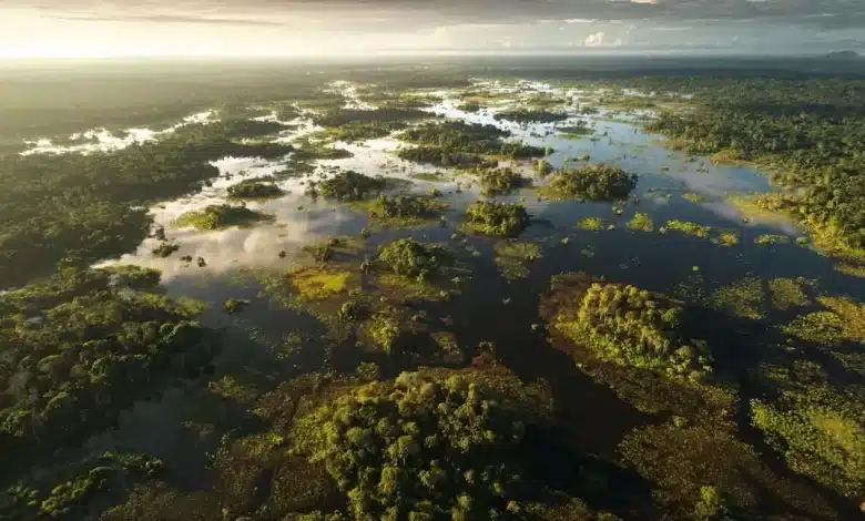 Estudo revela que 18% da Amazônia são áreas úmidas vulneráveis