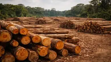 Madeira ilegal da Amazônia inunda mercados da UE e EUA 5 Madeira ilegal da Amazônia inunda mercados da UE e EUA