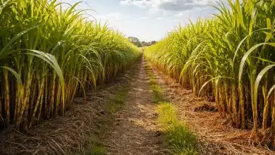 Zoneamento climático da cana-de-açúcar é atualizado pelo Mapa 4 Zoneamento climático da cana-de-açúcar é atualizado pelo Mapa
