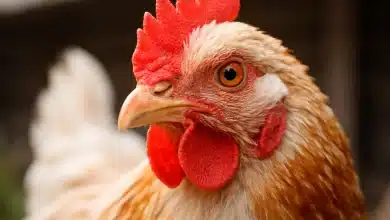 Argentina confirma novo surto de gripe aviária em aves comerciais 6 Argentina confirma novo surto de gripe aviária em aves comerciais