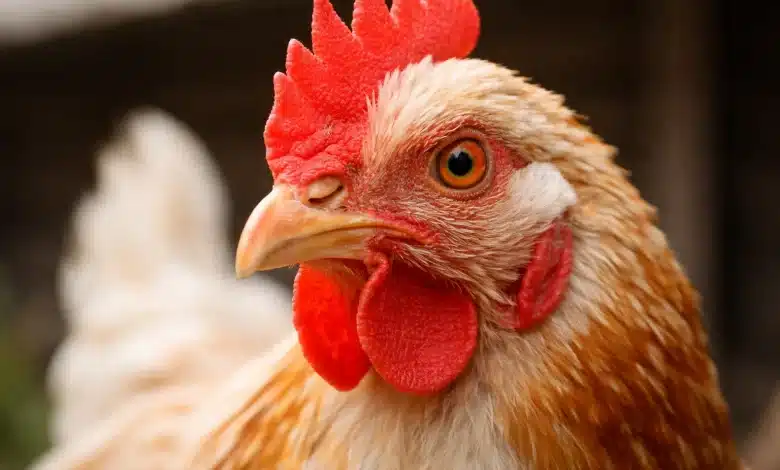 Argentina confirma novo surto de gripe aviária em aves comerciais