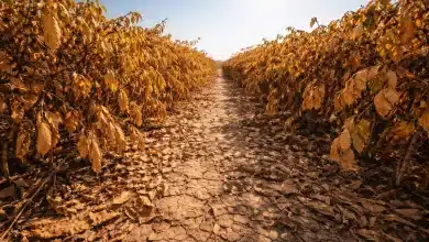 Crise climática ameaça produção de café globalmente 2 Crise climática ameaça produção de café globalmente