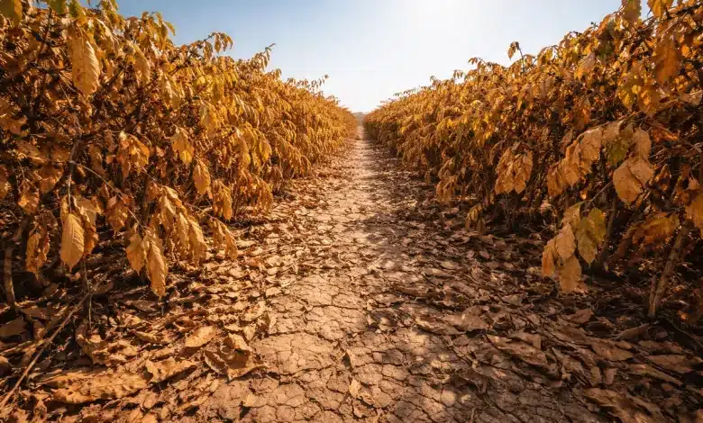 Crise climática ameaça produção de café globalmente
