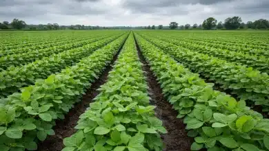 Parlamento Europeu aprova proteção agrícola no acordo com o Mercosul 3 Parlamento Europeu aprova proteção agrícola no acordo com o Mercosul