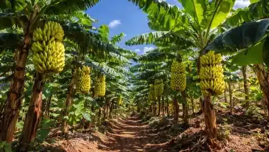 Indicação Geográfica impulsiona banana de Bom Jesus da Lapa 7 Indicação Geográfica impulsiona banana de Bom Jesus da Lapa