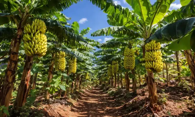 Indicação Geográfica impulsiona banana de Bom Jesus da Lapa