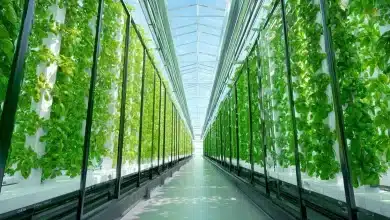 Tecnologias Poupa-Terra impulsionam produção agrícola sustentável 5 Tecnologias Poupa-Terra Impulsionam Produção Agrícola Sustentável