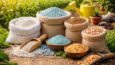 Fertilizantes do Irã seguem abastecendo o Brasil apesar de sanções 8 Fertilizantes do Irã seguem abastecendo o Brasil apesar de sanções