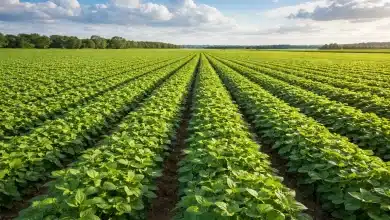 Agropecuária brasileira cresce 11,7% em 2025 e impulsiona economia 6 Agropecuária brasileira cresce 11,7% em 2025 e impulsiona economia