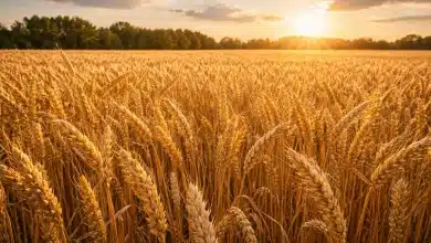 Exportações do agro batem recorde com US$ 12,05 bi em fevereiro 5 Exportações do agro batem recorde com US$ 12,05 bi em fevereiro