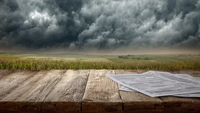 Recuperação judicial no agro bate recorde em 2025, aponta Serasa Experian 3 Recuperação Judicial no Agro Atinge Recorde Histórico em 2025