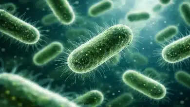 Bactérias intestinais influenciam comportamento social pelo olfato 5 Bactérias intestinais influenciam comportamento social pelo olfato