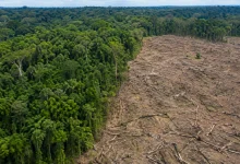 Alertas de desmatamento na Amazônia caem 36% em um ano