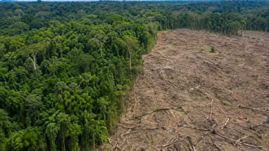 Alertas de desmatamento na Amazônia caem 36% em um ano