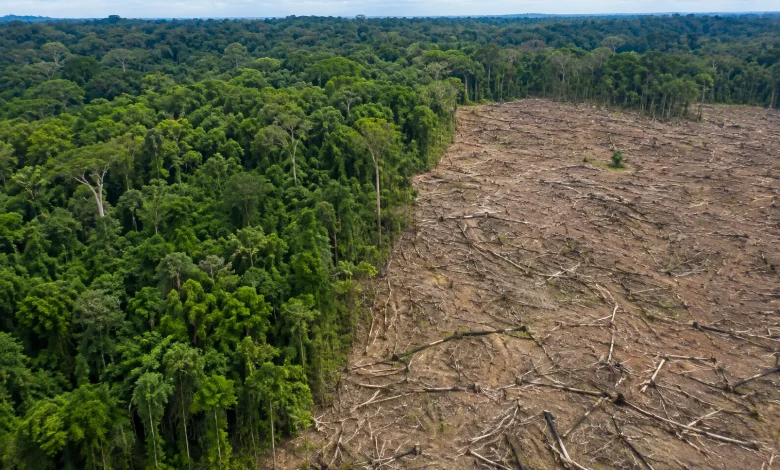 Alertas de desmatamento na Amazônia caem 36% em um ano