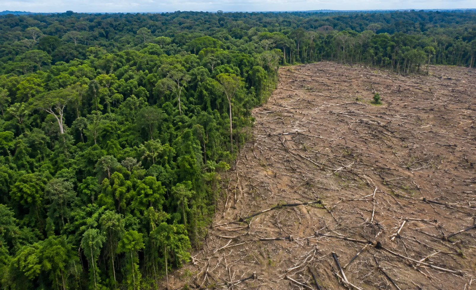 Alertas de desmatamento na Amazônia caem 36% em um ano 2 Alertas de desmatamento na Amazônia caem 36% em um ano