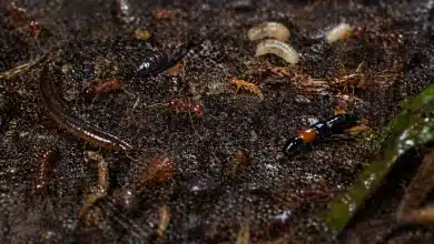 1 em cada 5 espécies dependentes do solo estão ameaçadas de extinção 10 1 em cada 5 espécies dependentes do solo estão ameaçadas de extinção