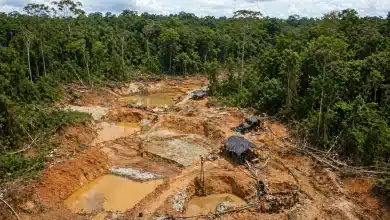 Mineração ilegal na Mata Atlântica deixa vestígios de mercúrio no solo 10 Mineração ilegal na Mata Atlântica deixa vestígios de mercúrio no solo