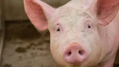 Brasil avança na clonagem de porcos para transplantes no SUS 8 Brasil avança na clonagem de porcos para transplantes no SUS