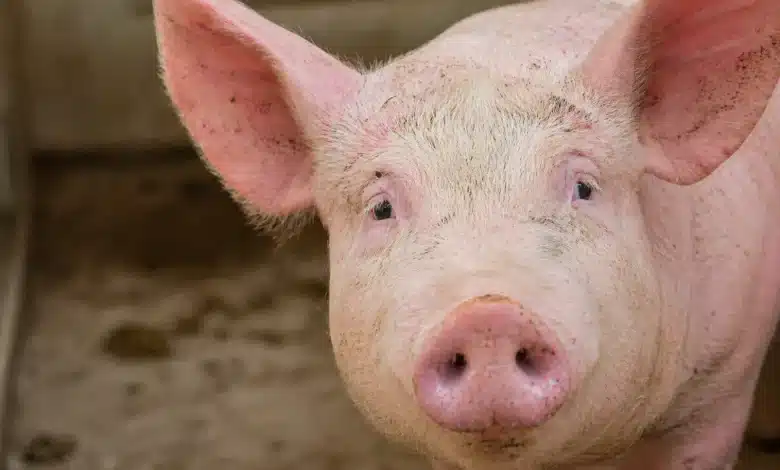 Brasil avança na clonagem de porcos para transplantes no SUS