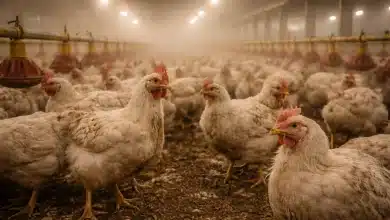 Poluição por amônia avança em regiões com criação intensiva de animais 8 Poluição por amônia avança em regiões com criação intensiva de animais