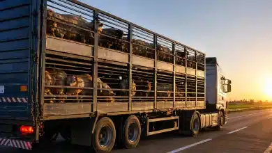 Comissão aprova apreensão de veículo por transporte irregular de animais 7 Comissão aprova apreensão de veículo por transporte irregular de animais